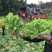 【荐】四川精品儿菜毛儿菜产地直销一手欢迎全国走货