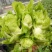 【荐】四川精品儿菜毛儿菜产地直销一手欢迎全国走货