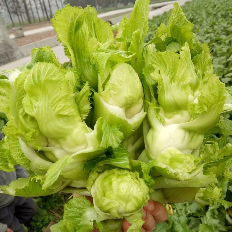 【荐】四川精品儿菜毛儿菜产地直销一手欢迎全国走货