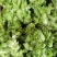 【荐】四川精品儿菜毛儿菜产地直销一手欢迎全国走货