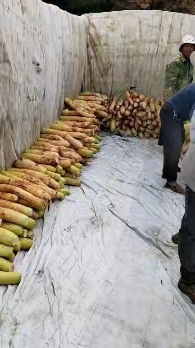 精品萝卜产地直发保质保量价格美丽欢迎与我联系