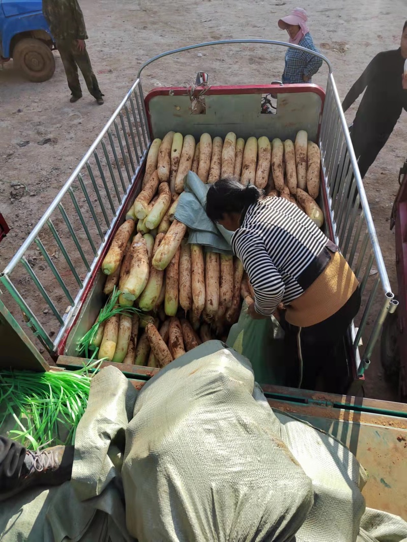 精品萝卜产地直发保质保量价格美丽欢迎与我联系
