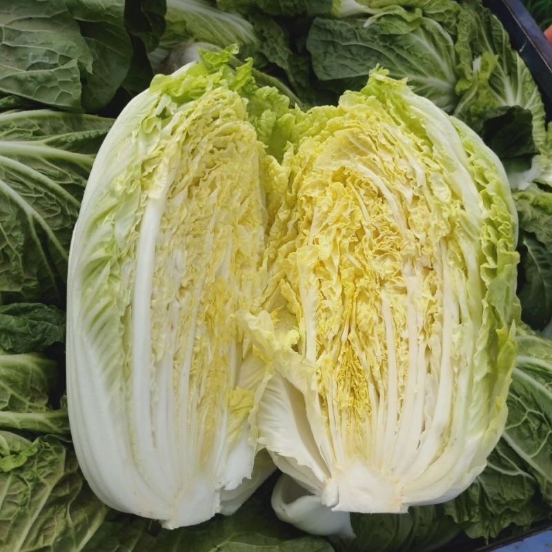 精品云南黄心大白菜大量现货质量优等欢迎抢购