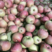 【苹果】青龙果光苹果产地直发品质保证坏单包赔