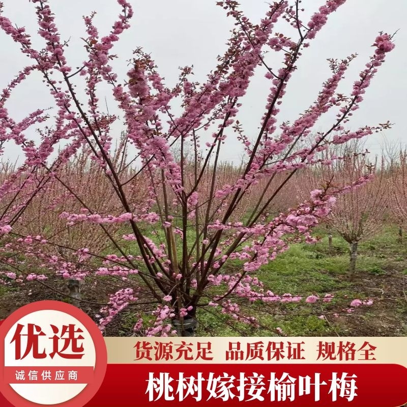 桃树嫁接榆叶梅各种规格都有基地直发欢迎咨询