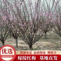 嫁接红梅分支点50——70公分大小规格齐全