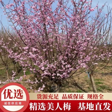 美人梅分支点50——80公分粗度3——15公分基地直发