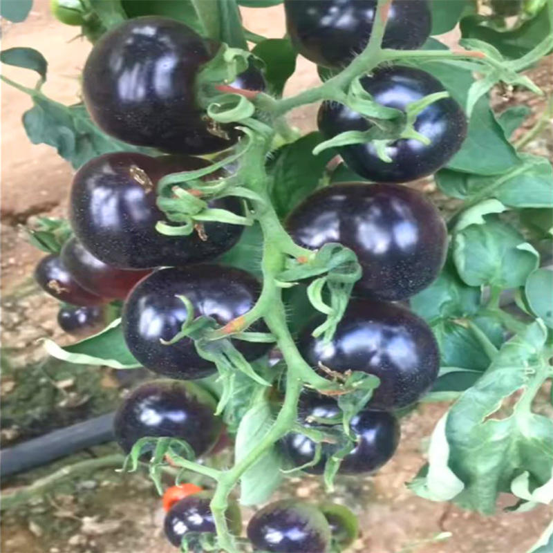 黑樱桃番茄种子黑珍珠圣女果小柿子四季高产口感型黑番茄种子