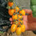 黄玉番茄种子黄西红柿种子圣女果种子早熟高产樱桃番茄种子