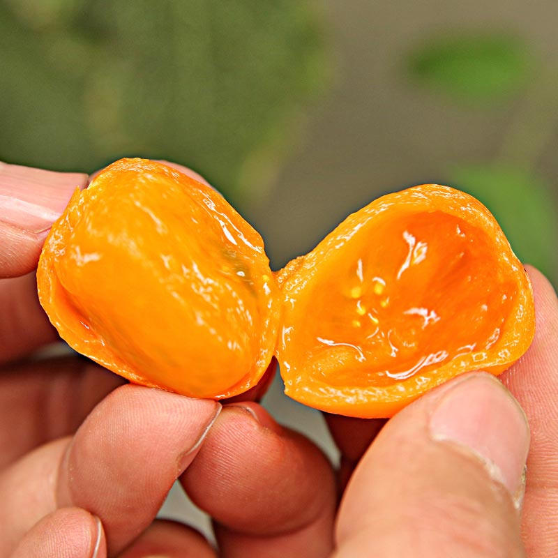 黄玉番茄种子黄西红柿种子圣女果种子早熟高产樱桃番茄种子