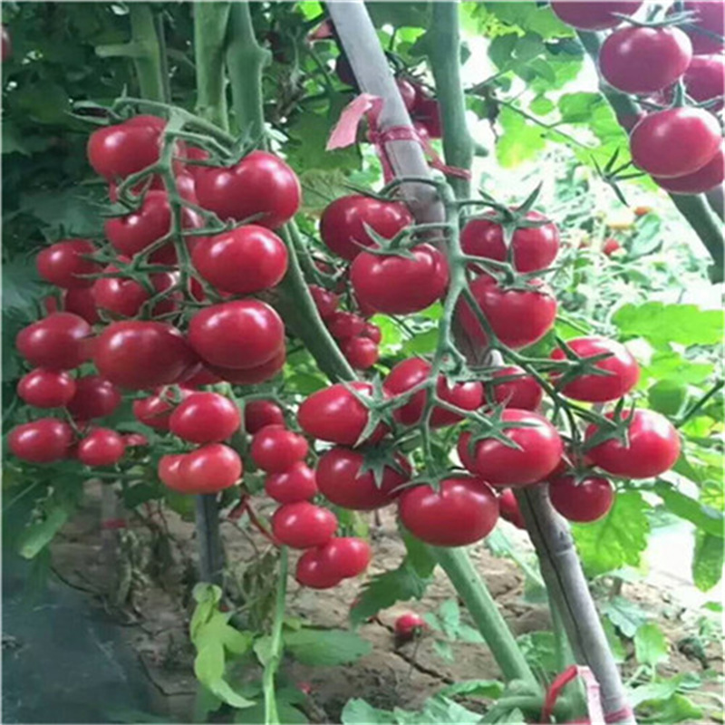 小番茄种子超甜圣女果种子秦皇粉宝贝千禧樱桃西红柿