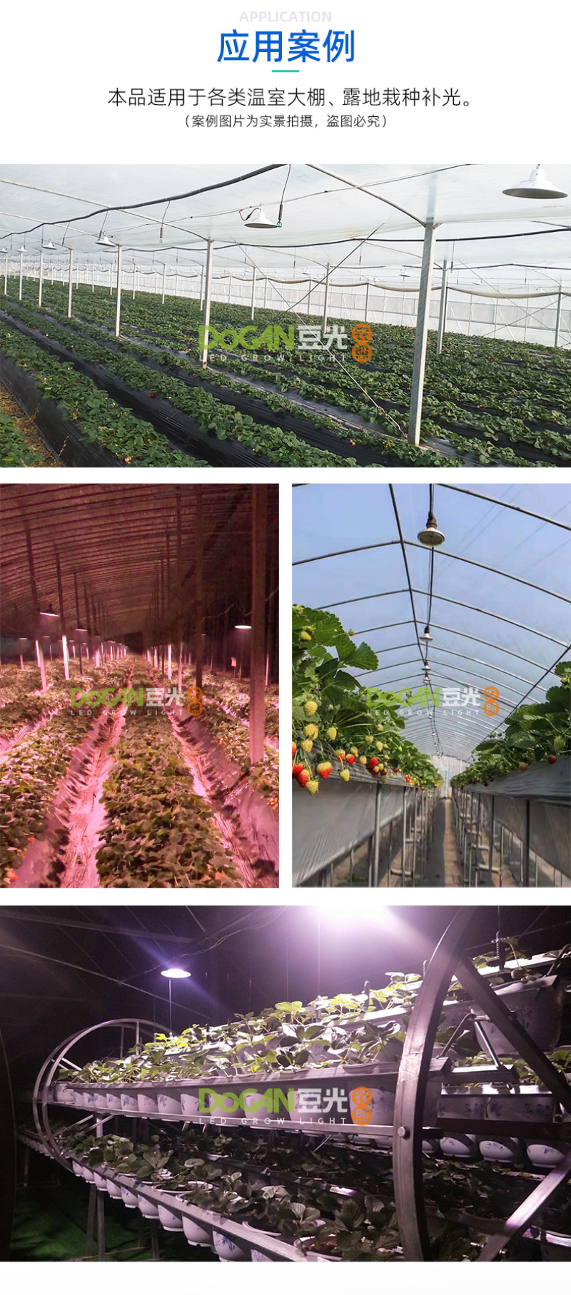 草莓生长补光灯LED全光谱温室大棚植物灯促花膨果上色防徒