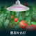 番茄西红柿生长补光灯LED全光谱温室大棚植物灯促进光合防