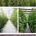番茄西红柿生长补光灯LED全光谱温室大棚植物灯促进光合防
