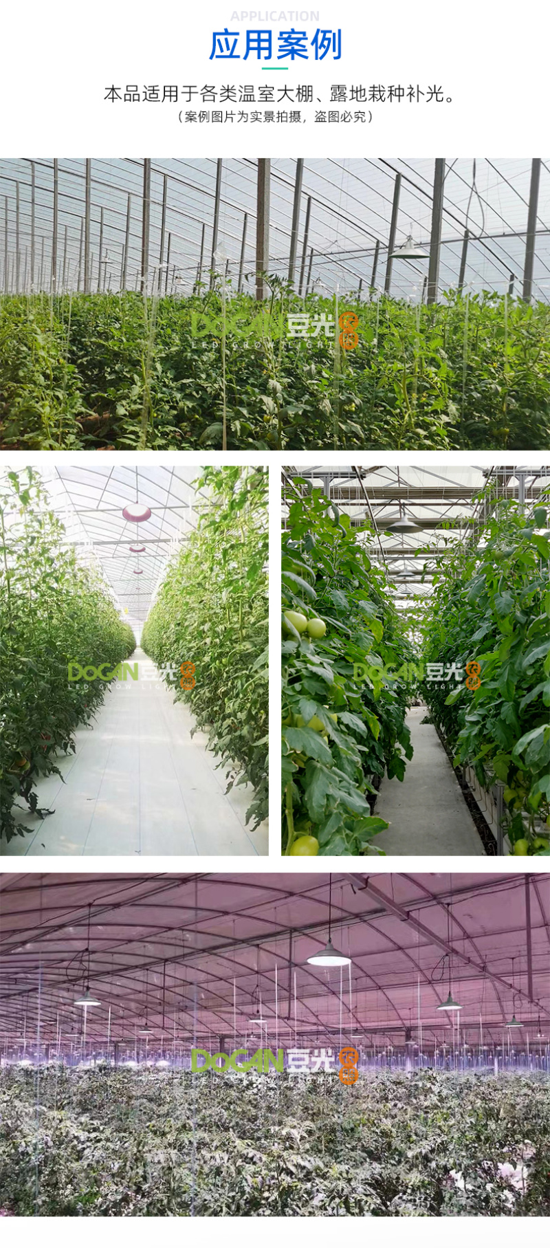 番茄西红柿生长补光灯LED全光谱温室大棚植物灯促进光合防