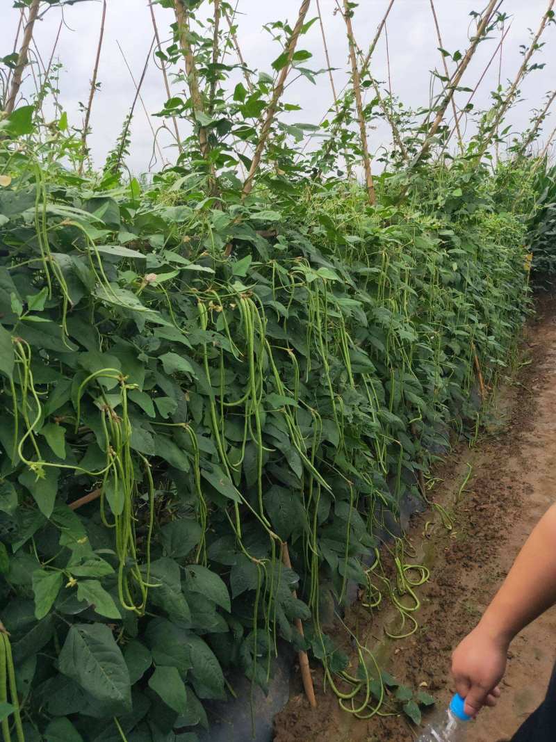 特长豆角种子金鼎泰丰一号豇豆种子种植抗病高产嫩荚绿白条