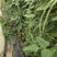 特长豆角种子金鼎泰丰一号豇豆种子种植抗病高产嫩荚绿白条