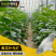 大棚黄瓜生长补光灯LED全光谱植物灯温室农业照明防水铝罩