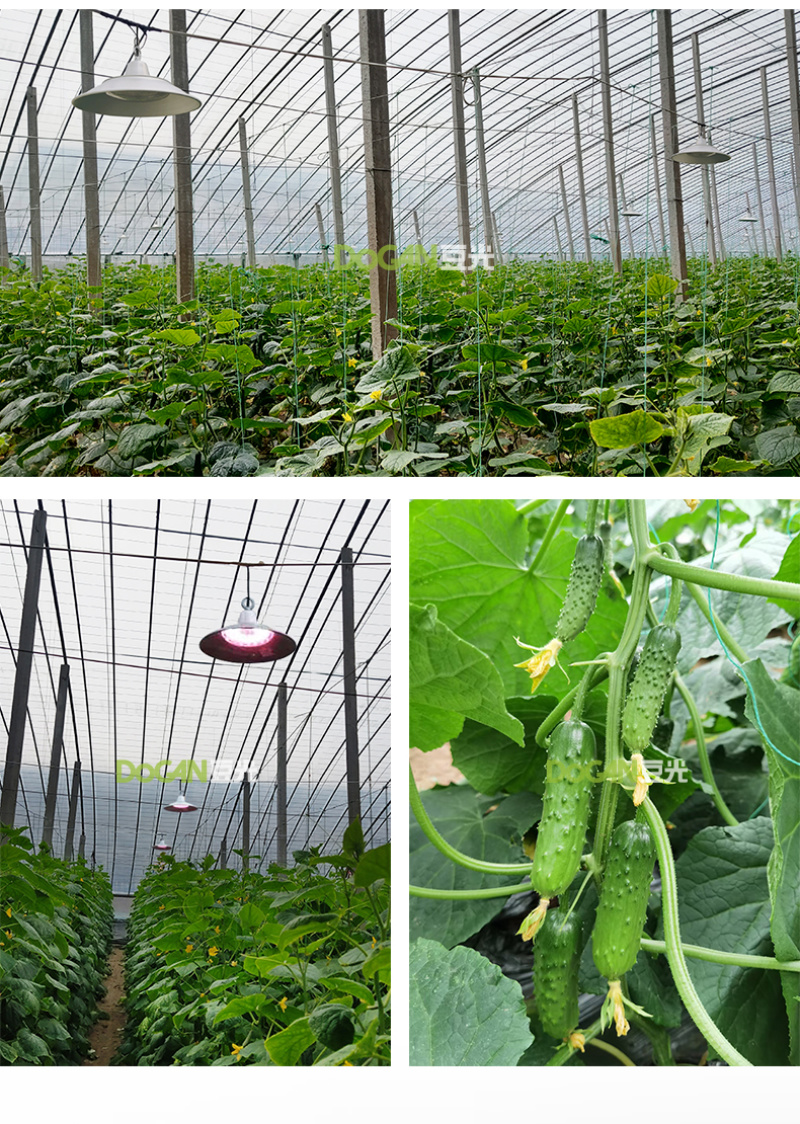 大棚黄瓜生长补光灯LED全光谱植物灯温室农业照明防水铝罩