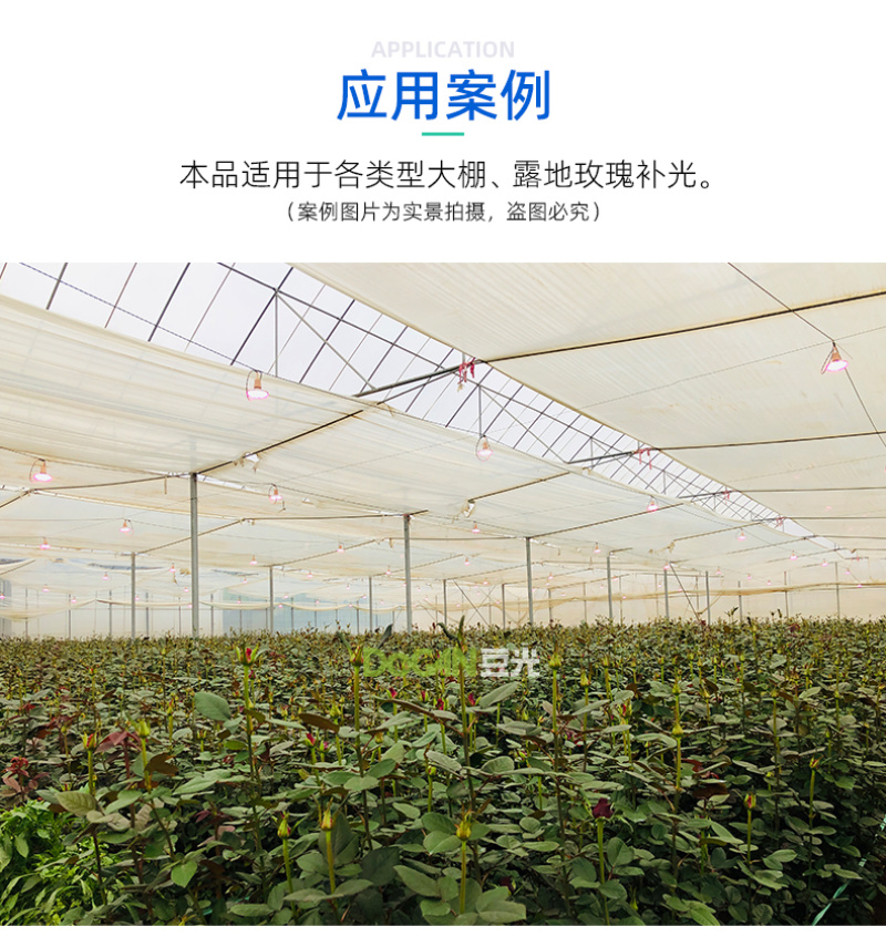 切花玫瑰月季生长补光灯LED全光谱温室大棚植物灯农用防水