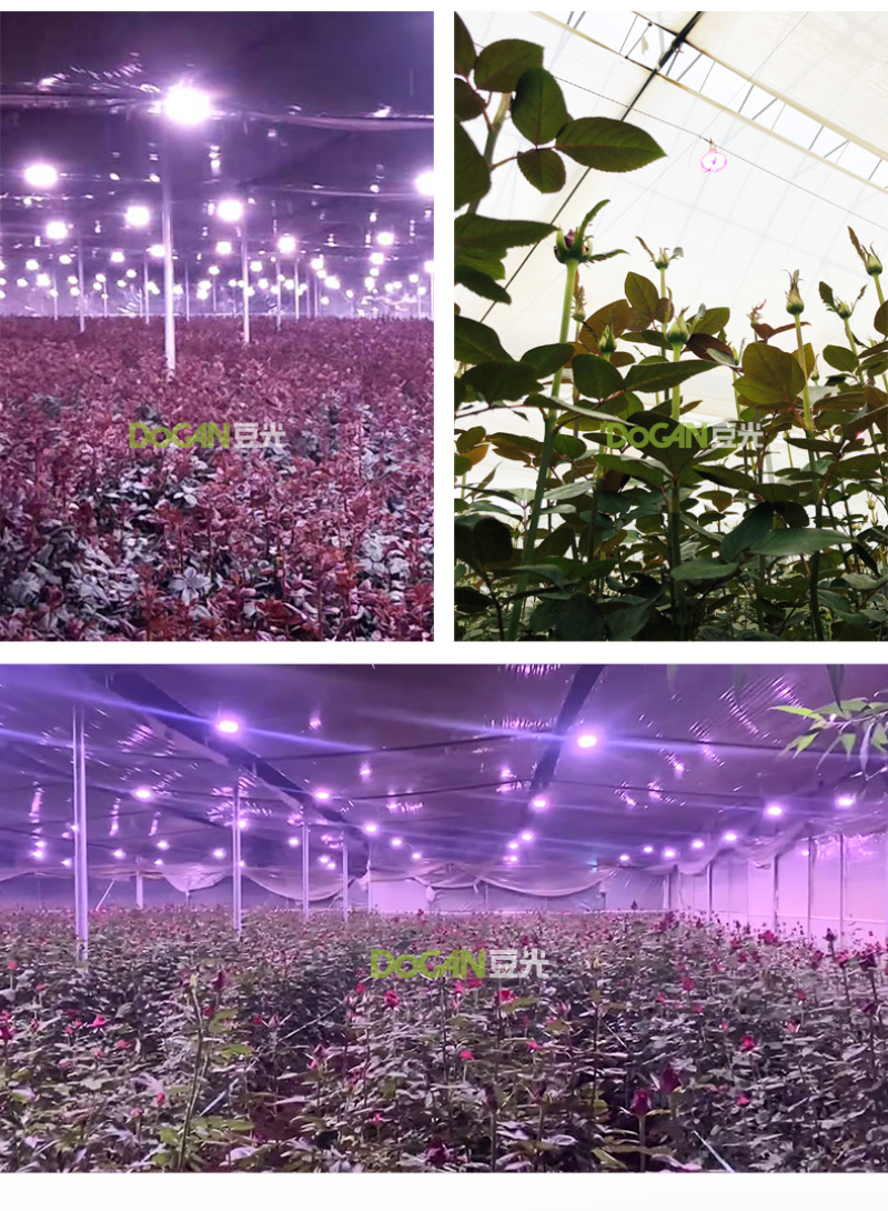 切花玫瑰月季生长补光灯LED全光谱温室大棚植物灯农用防水