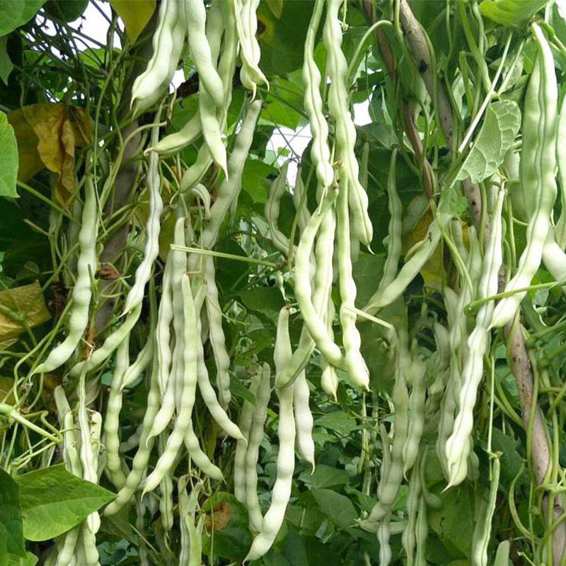 九粒白种子欧美特芸豆种子蔬菜春秋季四季播耐热高产架豆角