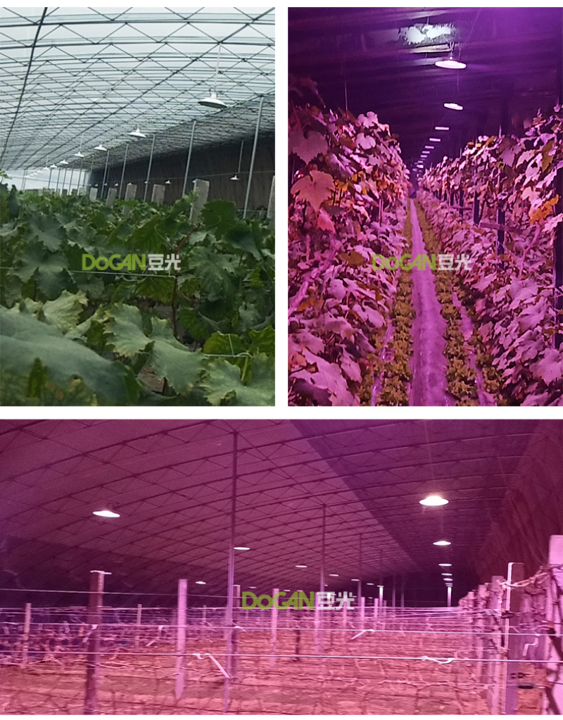 暖棚葡萄生长补光灯豆光农照LED全光谱温室植物灯吊装防水