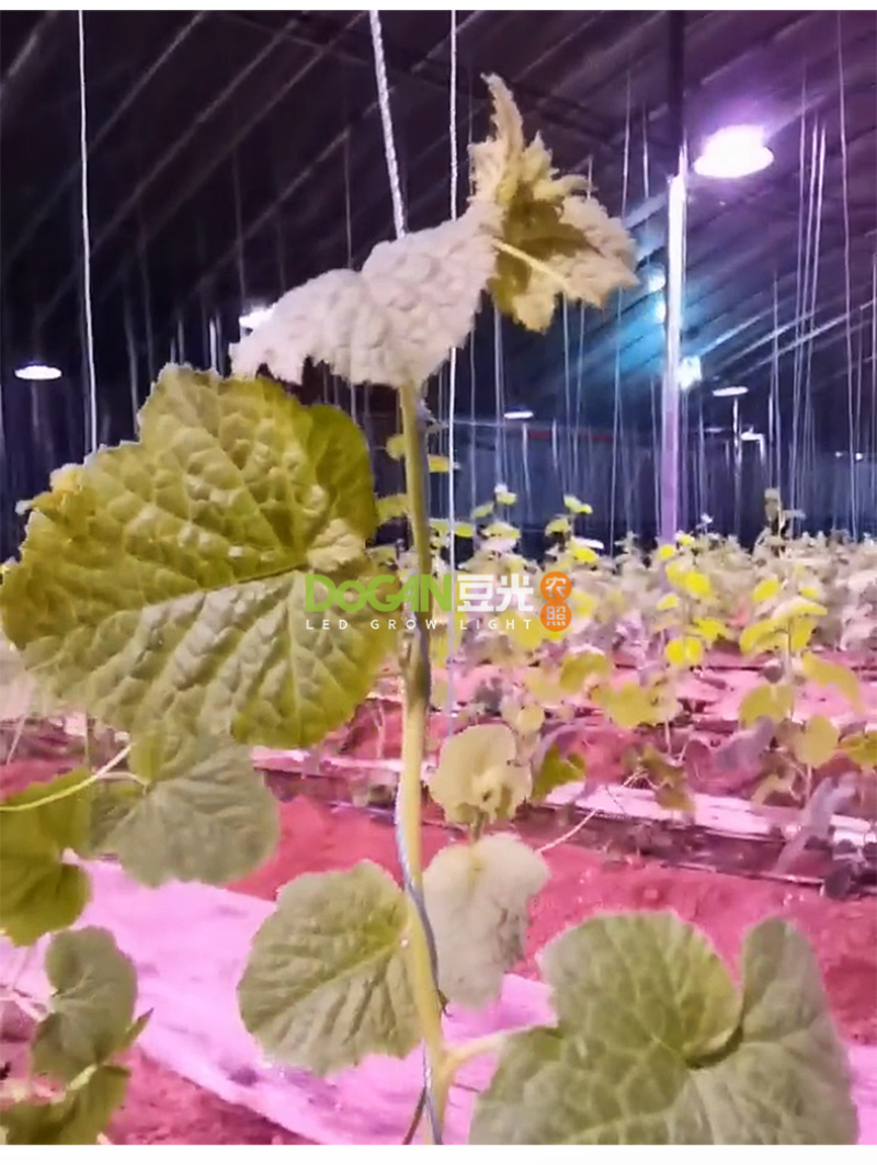 大棚甜瓜生长补光灯LED全光谱植物灯促光合作用防水