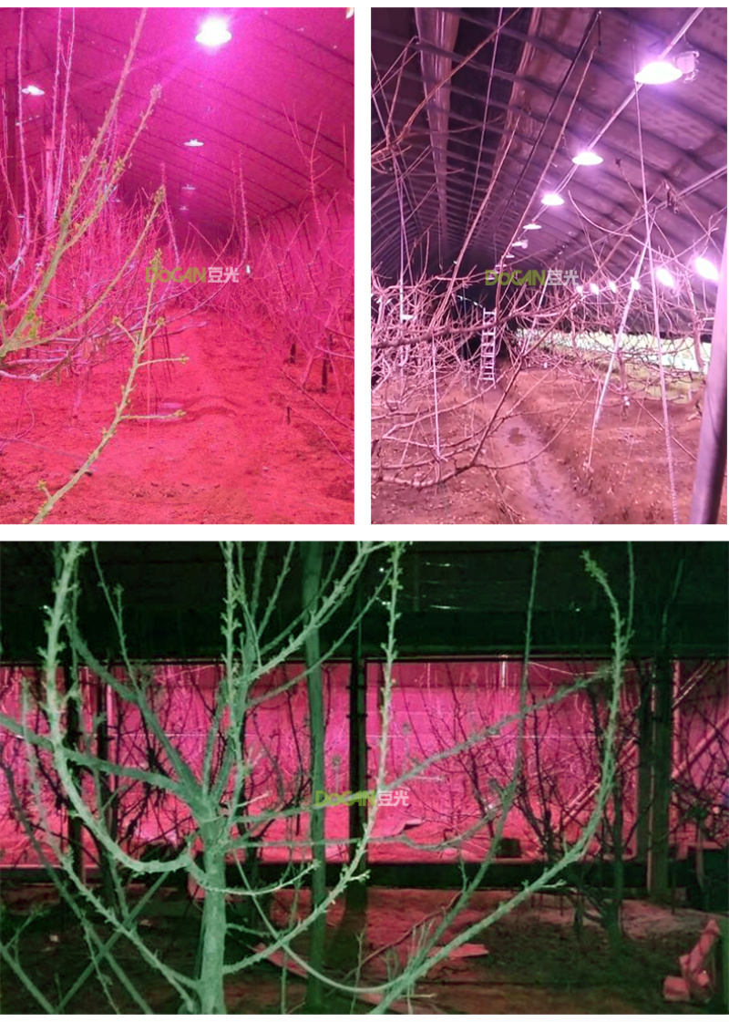 暖棚大樱桃生长补光灯LED全光谱温室大棚植物灯铝壳防水
