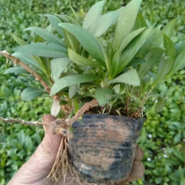 宿根福禄考优惠产地直发全国出售质量保证盆栽花卉
