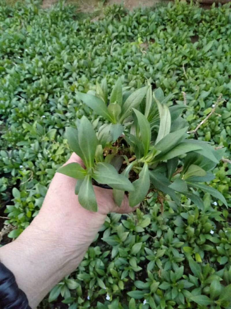 宿根福禄考优惠产地直发全国出售质量保证盆栽花卉