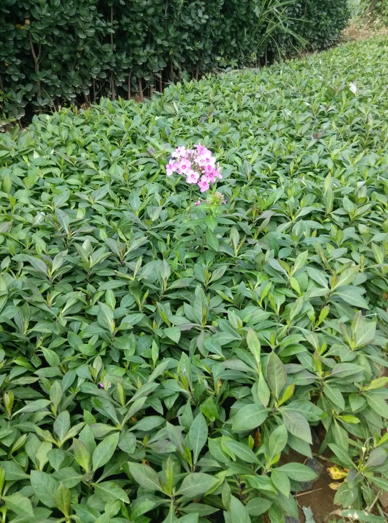 宿根福禄考优惠产地直发全国出售质量保证盆栽花卉