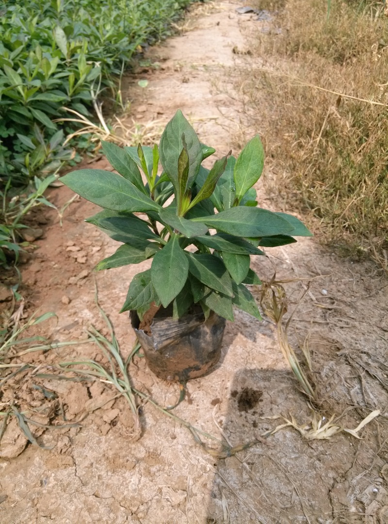 宿根福禄考优惠产地直发全国出售质量保证盆栽花卉