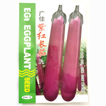 茄子种子茄广紫红长茄种子一代杂交紫红茄子条长