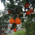 四川青见柑橘，果园开园采摘，品质鲜果供应，欢迎咨询订货