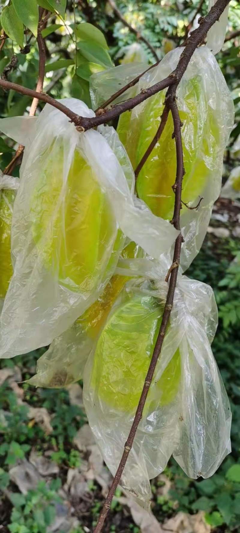 福建漳州云霄下河杨桃，当季热销水果，多汁多味，果园直发