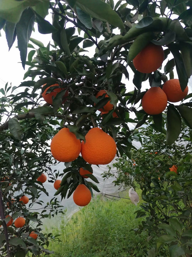 四川青见柑橘，果园直采，口感纯甜，实力代办，欢迎咨询！