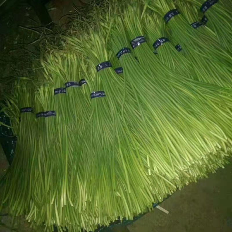 【批发商对接】蒜薹，商超，零售店对接，全国发货，诚信买卖