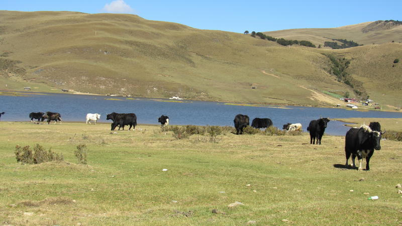木里藏族自治县高原牦牛肉干基地直销货源充足质量上乘