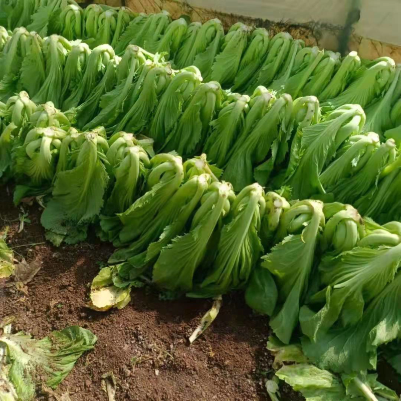 苦菜芥菜酸菜泡菜，基地直发，一手货源，直采装车