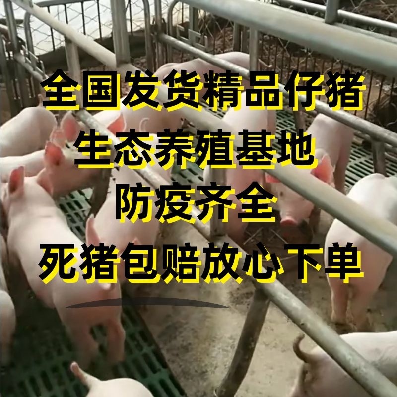 山东三元仔猪猪场直供包品种包成活包防疫包运输！