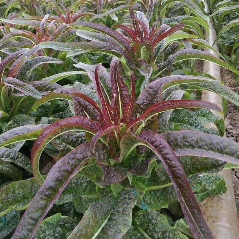 大地红莴笋种子皮色极红艳肉质青质香脆口味抗病强