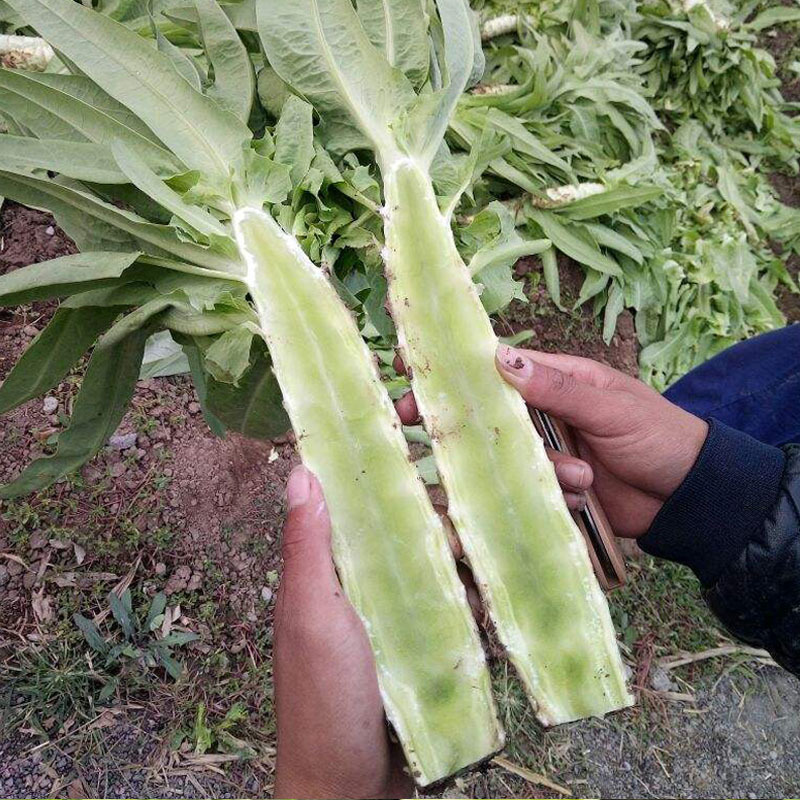 种都青莴笋种子特耐寒皮深绿叶深绿肉深绿