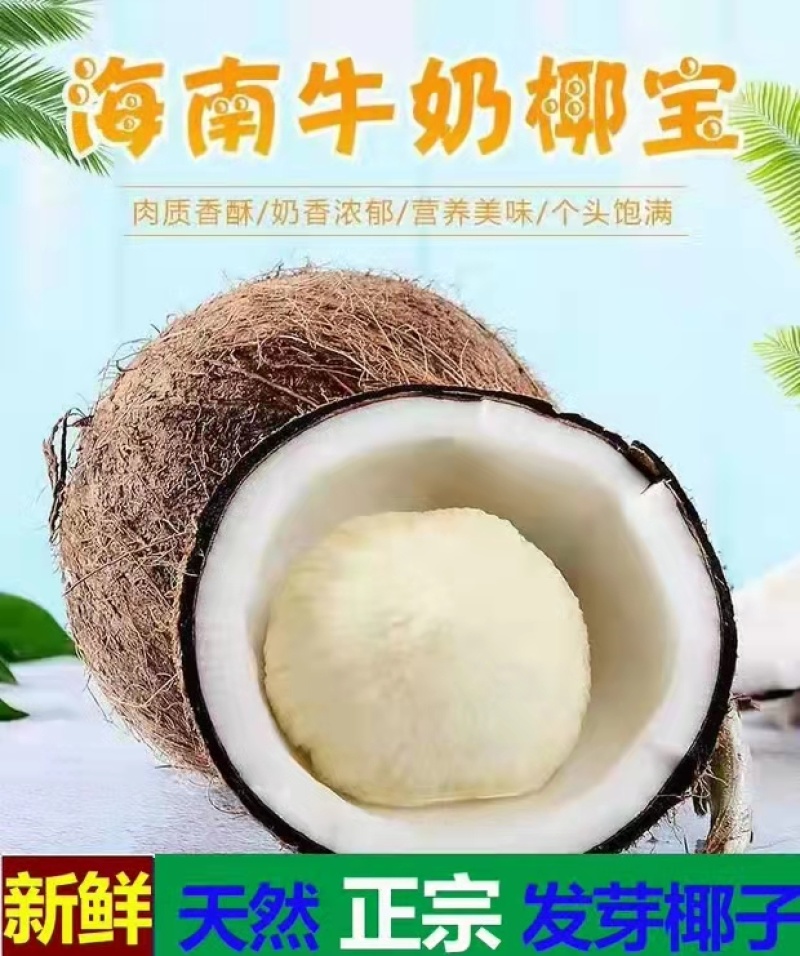 常年批发椰宝产地直发包邮非进口椰6个装全国发货