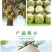 批发【椰子】海南椰青新鲜正宗椰子水现摘当季9个装包邮