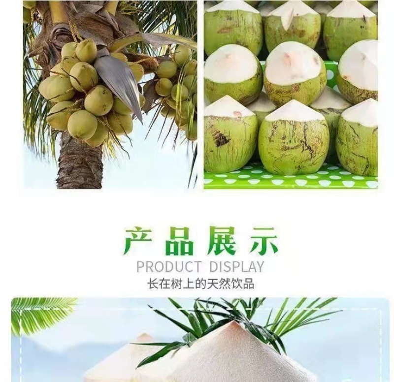 批发【椰子】海南椰青新鲜正宗椰子水现摘当季9个装包邮