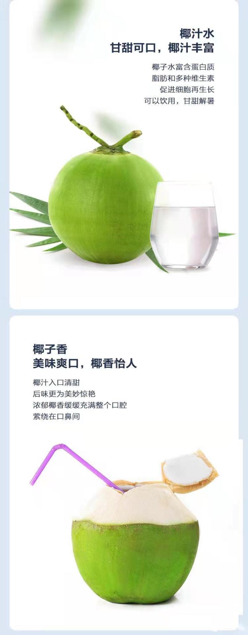 批发【椰子】海南椰青新鲜正宗椰子水现摘当季9个装包邮