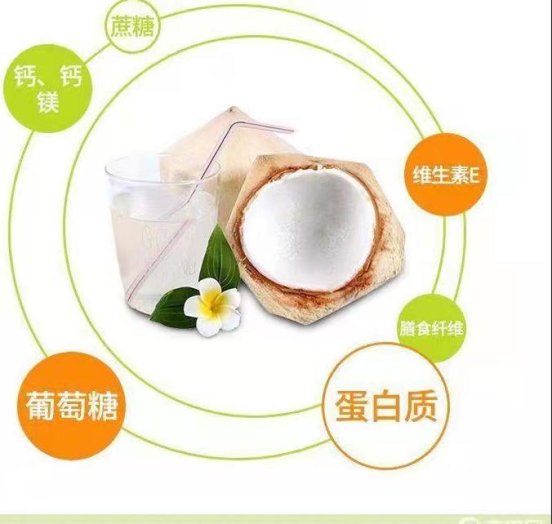 批发【椰子】海南椰青新鲜正宗椰子水现摘当季9个装包邮