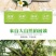 批发【椰子】海南椰青新鲜正宗椰子水现摘当季9个装包邮