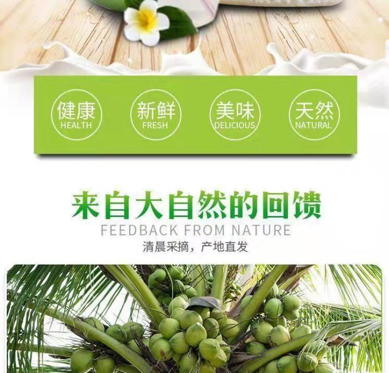 批发【椰子】海南椰青新鲜正宗椰子水现摘当季9个装包邮